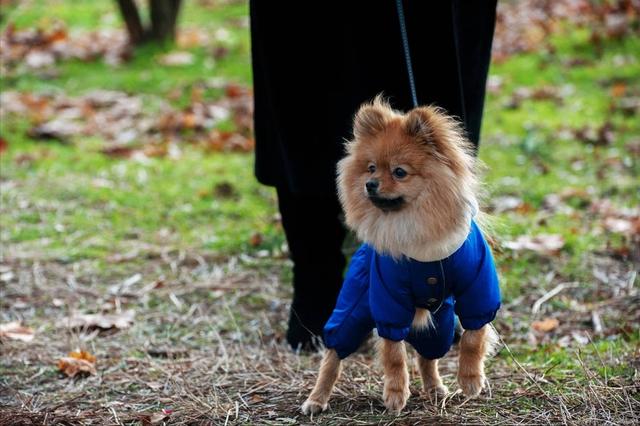 哪里可以买到纯种的博美犬（博美犬好多钱一只）