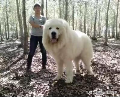 大白熊多少钱一只 幼犬（大白熊犬多少钱）