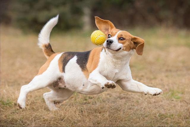 米格尔猎兔犬（米格鲁犬图片与价格）