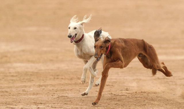 格力犬多少钱一只,出售成年格力犬惠比特幼犬血统纯正（格力犬价格多少钱一只）