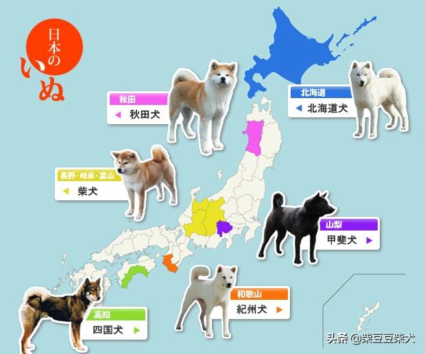 黑色秋田犬多少钱一只（虎斑秋田犬多少钱一只）