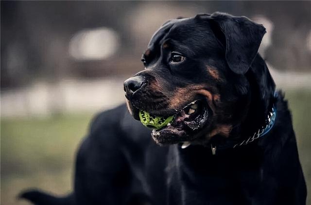 纯种罗威纳幼犬价格（进口罗威纳犬多少钱一条纯种的）