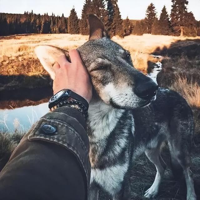 松狮犬为什么不适合家养（松狮犬适合家养吗）