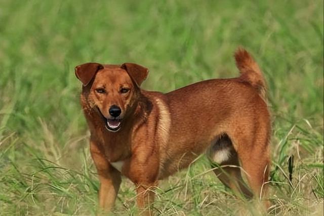 博美犬（博美犬图片）