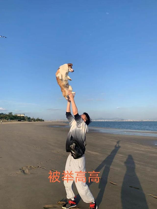 柯基犬幼犬价格大概多少钱一只（柯基幼犬价格一般多少）