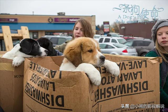 圣伯纳犬多少钱一只_圣少伯纳价格大盘点（圣伯纳犬多少钱一只）