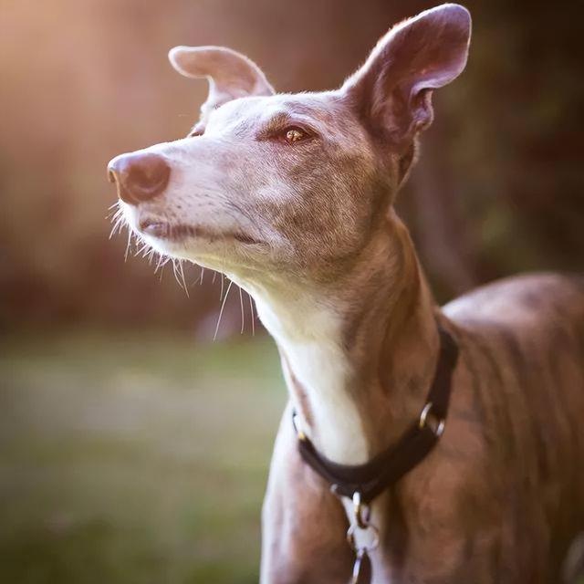 格力犬多少钱一只小狗（格力犬多少钱一只能抓兔子的那种）