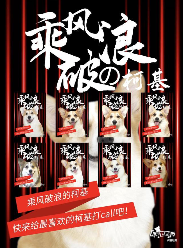 黑色柯基犬图片小时候（黑色柯基犬图片 幼犬）