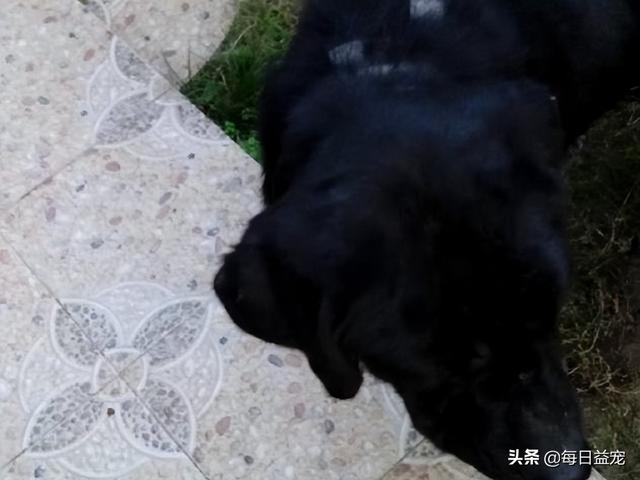 黑色拉布拉多犬图片幼犬（黑色的拉布拉多幼犬图片）