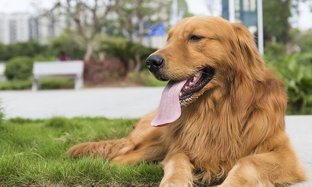 纯种金毛成年犬多少钱一只（纯种金毛犬多少钱一只幼崽）