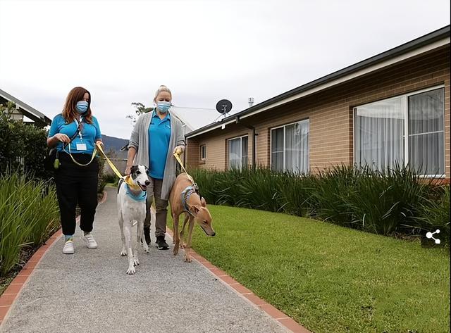 格力犬多少钱一只小狗（格力犬多少钱一只能抓兔子的那种）