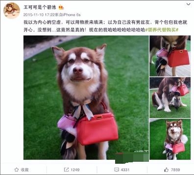 巨型泰迪犬多少钱一只,这个价格你能接受吗（巨型泰迪多少钱一个）