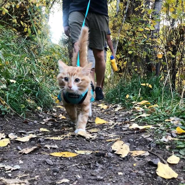 橘猫多少钱一只（宠物店的橘猫一般多少钱一只）