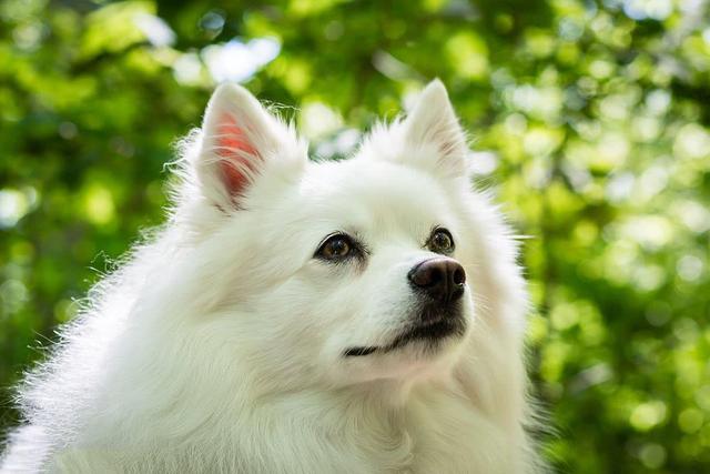 成年京巴犬大概值多少钱（京巴犬大概多少钱一只）