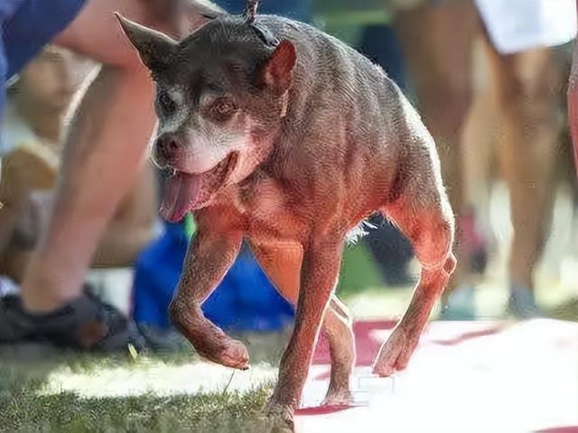 德国牧羊犬 多少钱（纯种的德国牧羊犬多少钱）