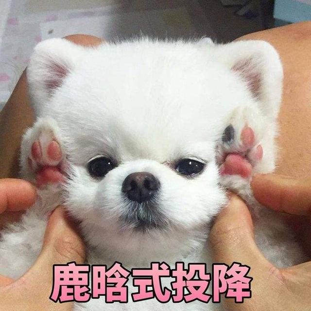 博美犬（博美犬图片）