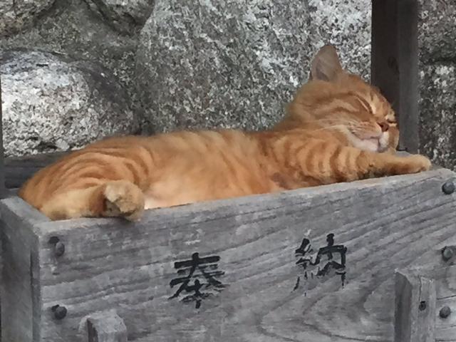 国内缅因猫舍排名（国内知名缅因猫舍）