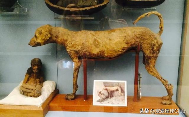 中国细犬和灵缇犬的区别（灵缇犬与细狗的区别）