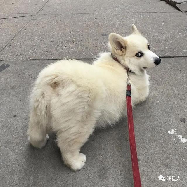 柯基幼犬一般多少钱（柯基犬多少钱一只幼崽价格宠物猫网站）