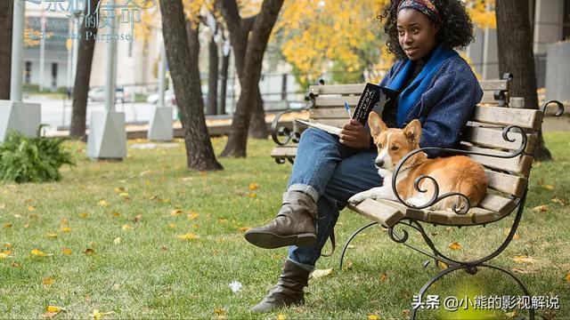 圣伯纳犬多少钱一只_圣少伯纳价格大盘点（圣伯纳犬多少钱一只）