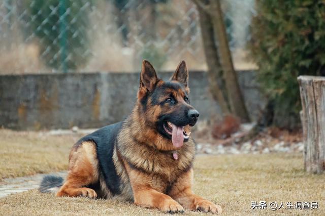 金毛犬吃生肉好不好（金毛吃什么生肉好）