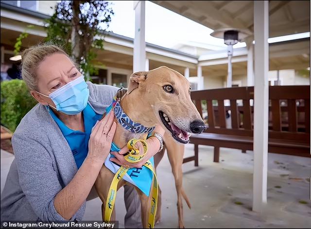 格力犬多少钱一只小狗（格力犬多少钱一只能抓兔子的那种）