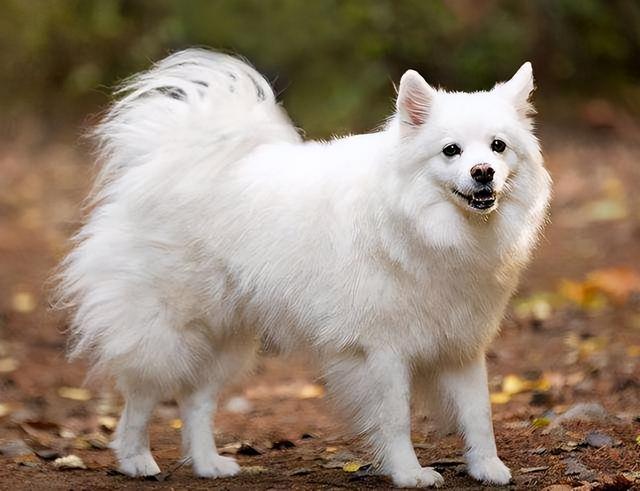 成年京巴犬大概值多少钱（京巴犬大概多少钱一只）