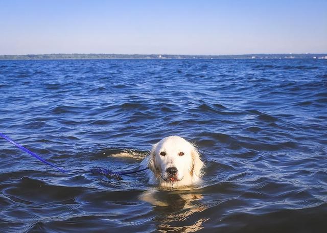 沙滩金毛犬图片大全（白色金毛犬图片大全）