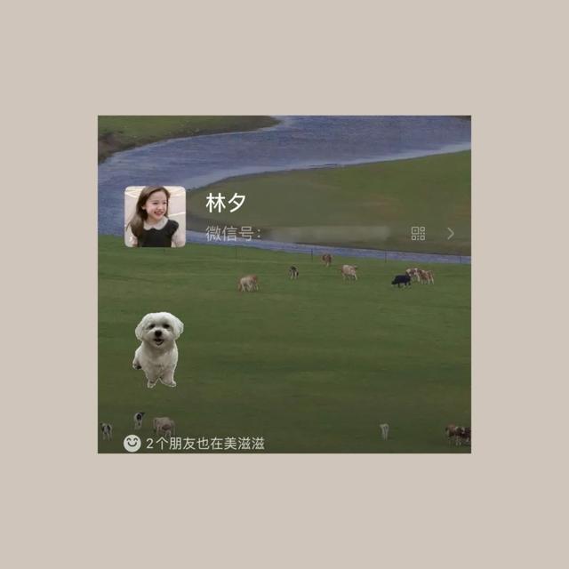 腊肠犬能卖多少钱一只（腊肠犬一般什么价）