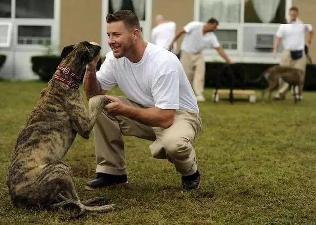 格力犬多少钱一只小狗（格力犬多少钱一只能抓兔子的那种）