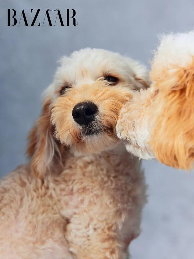 腊肠犬能卖多少钱一只（腊肠犬一般什么价）