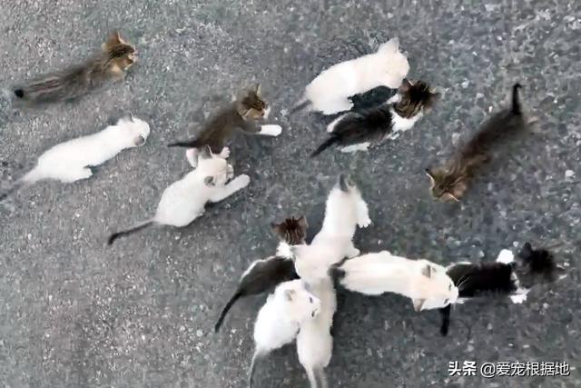 猫拦路啥意思（猫拦路有什么预兆）