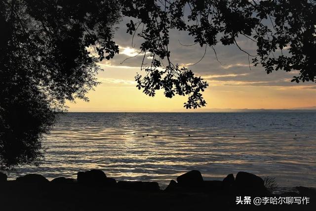 老虎狗七彩神仙鱼图片（老虎狗七彩神仙鱼什么特征）