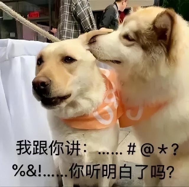 比格犬图片 纯种 黑色（比格犬图片 纯种价值多少一只）