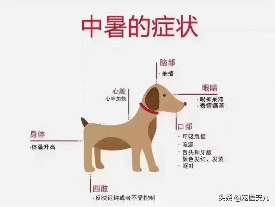 狗狗被蜱虫咬了的症状图片（狗狗蜱虫咬人后有什么症状图片）