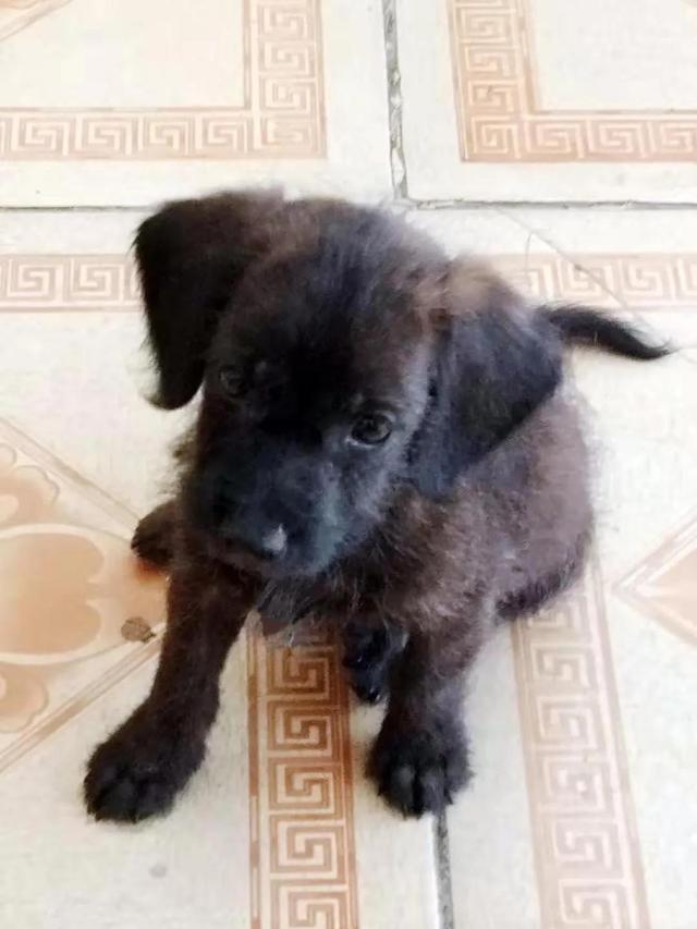 黑色拉布拉多犬图片 幼犬三个月（黑色拉布拉多犬图片 幼犬 母犬）