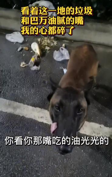 两个月马犬多少钱（一个月小马犬一般多少钱）