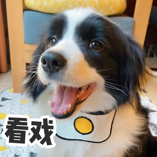 边牧犬多少钱一只（边牧的幼犬多少钱一只）