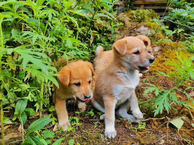 021年农村养狗需要办狗证吗（农村养的狗需要办狗证吗）"