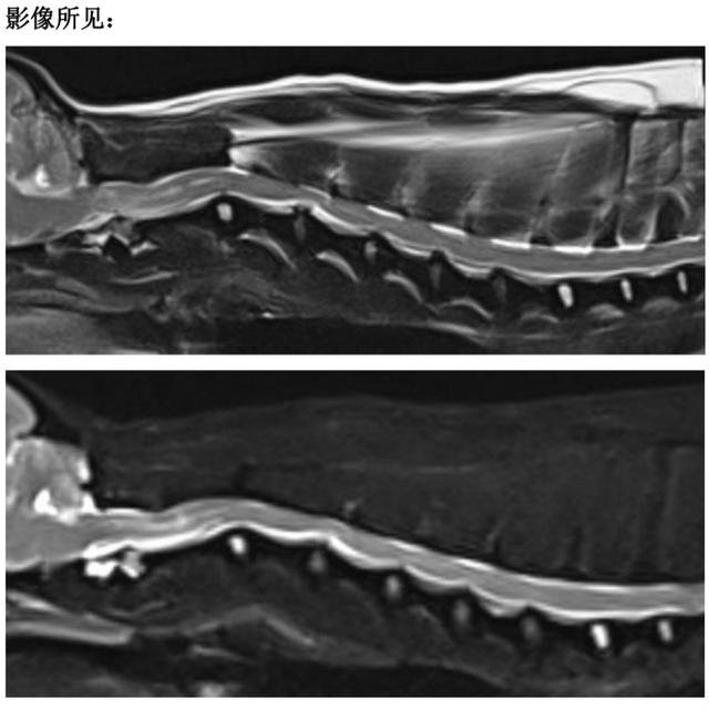 狗狗发烧感冒能引起四肢无力站不起来吗（狗狗发烧四肢无力怎么办）