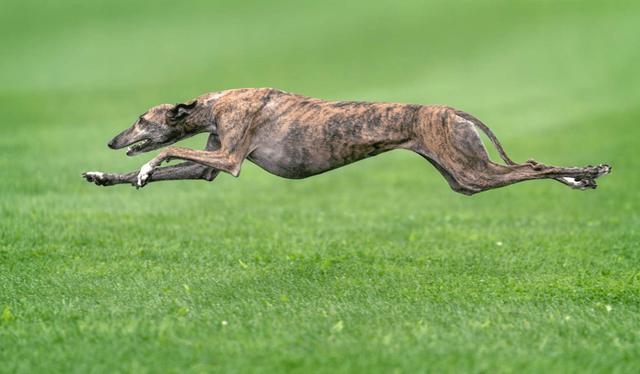 格力犬多少钱一只,出售成年格力犬惠比特幼犬血统纯正（格力犬价格多少钱一只）