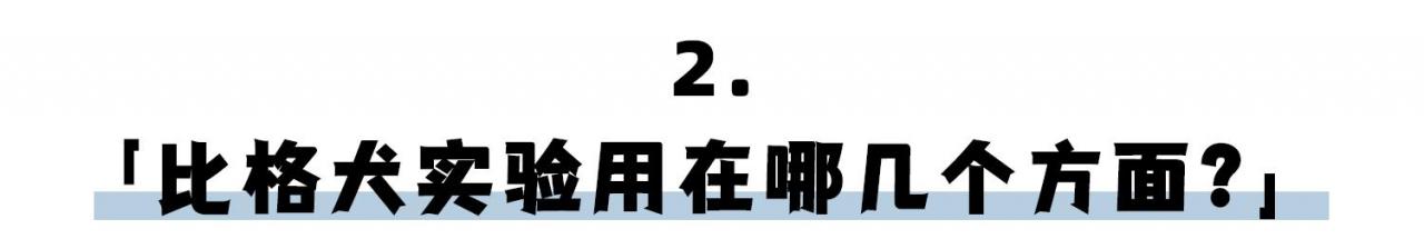 比格犬作为实验动物的优点（实验 比格犬）