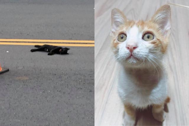 开车压死猫有什么不好的预兆（开车压死猫有什么预兆）