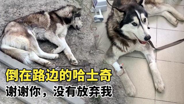 不掉毛的狗狗品种排行（不掉毛的狗狗品种小型犬）