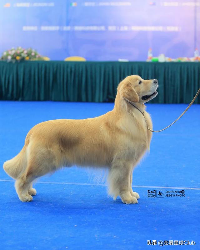 迷你雪纳瑞犬多少钱一只（小型雪纳瑞犬多少钱）