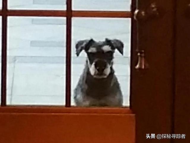 雪纳瑞犬会看家吗（雪纳瑞可以看家护院吗）