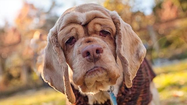 狗狗临死前和主人道别(柴犬)（狗狗死前会向主人道别）