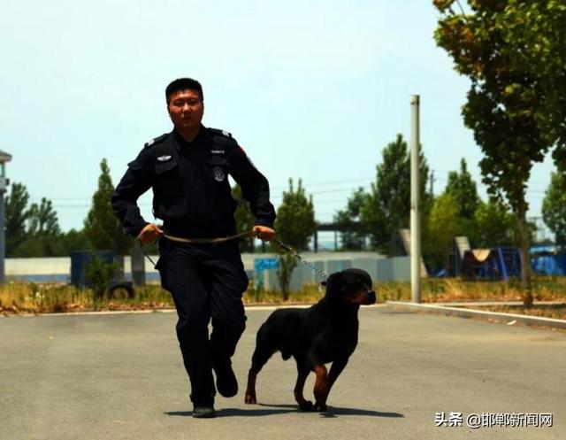 史宾格犬缺点有哪些（史宾格犬好不好）