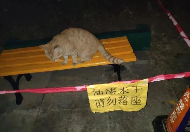 猫能吃薯片吗_（猫为什么不能吃薯片）