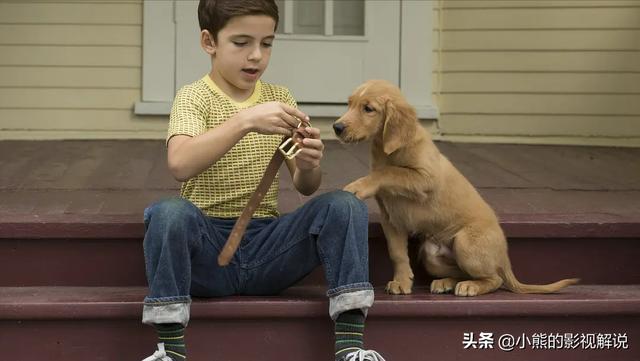 圣伯纳犬多少钱一只_圣少伯纳价格大盘点（圣伯纳犬多少钱一只）